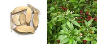 Image result for Rauvolfia vomitoria