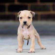 Red Nose Pitbull Puppies For Sale Baby Pitbulls For Sale Pitbull Puppies For Sale Pitbull Puppies Pitbulls