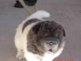 Chinese Shar Pei Puppies For Sale Rare Blue White Bear Coat Male Shar Pei Puppies Bear Coat Shar Pei Dogs For Sale