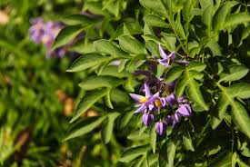 Image result for Solanum seaforthianum