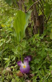 Image result for Siphonochilus