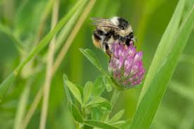 This very rare bee is only found in a handful of places in the uk with npt being a stronghold in south wales. Hymenoptera Apidae Bombus Sylvarum Haghumla Shrill C Flickr