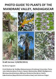 Image result for Acacia rovumae