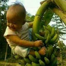 Download 92 Gambar Lucu Anak Kecil Naik Pohon Pisang Terupdate Gambar Lucu