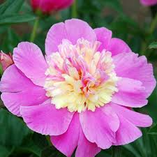 Beautiful Senorita Bare Root Peony Roots Blooms Llc Types Of Flowers Bare Root Peonies Full Sun Plants