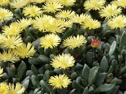 Image result for Hereroa