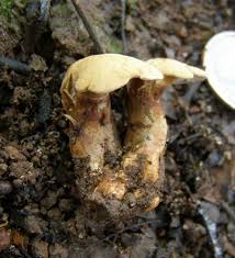 Image result for Dolichos pseudocajanus