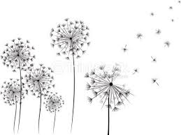 Der an bitterstoffen reiche löwenzahn ist seit. Vektorgrafik Lowenzahn Handdrawn Illustrationen Blumen Zeichnen Illustration Lowenzahn Zeichnung