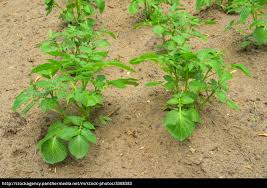 Potato plants bloom in the garden. Kartoffelpflanze Potato Plant 07 Lizenzfreies Bild 3308383 Bildagentur Panthermedia