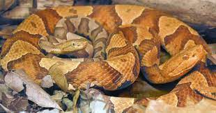 Snakes at sunset coupon & deal 2021. Copperhead Snake Bites Lowe S Customer At North Carolina Store Cbs News
