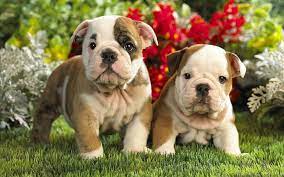Hd Wallpaper On Your Mark Get Set Ready Go Tan And White English Bulldog Puppies Wallpaper Flare