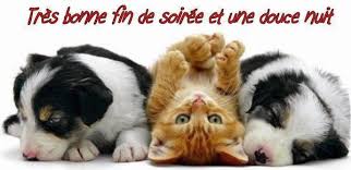 Résultat de recherche d'images pour "images bonne soirée animaux"