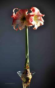 Rising Up Again Amaryllis Flower Photos Christmas Decorations