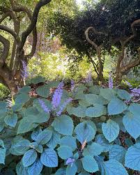 Image result for Plectranthus fruticosus