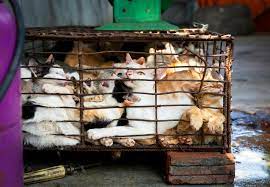Special Dish Little Tiger The Rampant Cat Meat Trade In Vietnam Press Releases Our Stories Four Paws International