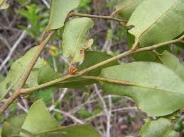 Image result for Peraceae