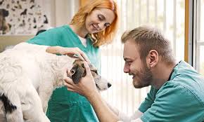 What exactly is liability insurance? Veterinary Insurance Services Vet Insurance The Hartford