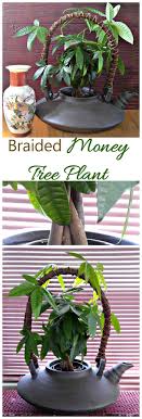 Check spelling or type a new query. Braided Money Tree Plant A Symbol Of Luck And Prosperity