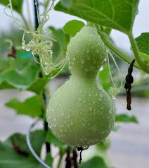 Image result for Lagenaria rufa