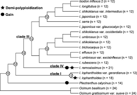 Image result for Isodon ramosissimus