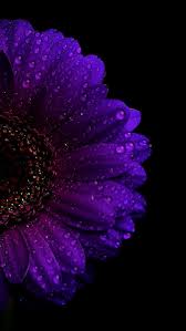 See purple flower background stock video clips. Iphone Purple Flower Wallpaper Black Background Novocom Top