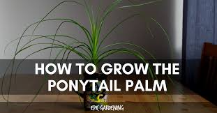 Ponytail palm typically shrugs off pests; Ponytail Palm Care How To Grow Beaucarnea Recurvata Epic Gardening