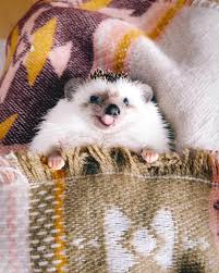 Mr Pokee The Hedgehog Mr Pokee Instagram Cute Animals Cute Little Animals Cute Hedgehog