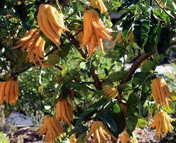 Nama latin jeruk tangan jari buddha adalah citrus medica var. Tanaman Jeruk Jari Budha Samudrabibit Com