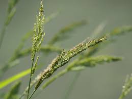 Image result for Echinochloa ugandensis