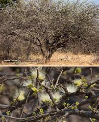 Image result for Albizia anthelmintica