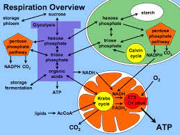 We did not find results for: Atp Is Formed By Photosynthesis In Plant Cell By Wasfa Blog