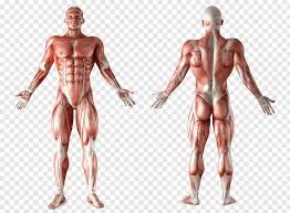 This diagram depicts human body map of organs with parts and labels. Human Muscle Png Free Human Muscle Png Transparent Images 99898 Pngio