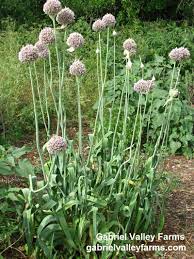 Mid October Is The Perfect Time To Plant Garlic In Texas So There S Lots Of Time To Amend Your Beds With Wo Peach Tree Diseases Edible Landscaping Peach Trees