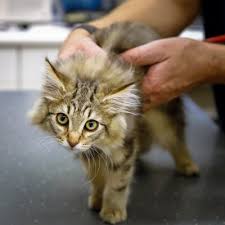 Our emergency vet care clinic is staffed by highly experienced members of our veterinary team 7 days a week, 365 days a year. English Animal Clinic And Veterinarian Near Me Dierenkliniek Ter Weerlaan