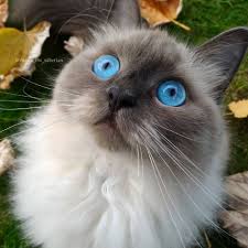 Woah What S That Via Mona The Siberian Fallfashion Blueeyes Catlover Cats Cat Theme Cat Lovers