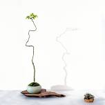 Stage 2 Bonsai Course Week 5