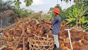 Lowongan kerja pt eka dura indonesia. Berita Terbaru Laman 2 Astra Agro Lestari