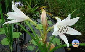 Image result for Crinum paludosum