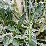 Image result for Haplocarpha