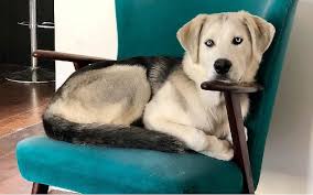 Pin On Dogs