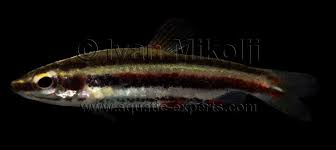 В европу впервые рыбки были завезены в 1928 году. Nannostomus Marginatus
