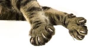 If so then by all means declaw. Cat Declawing Should It Be Banned And Why Does It Happen In The Us Bbc News
