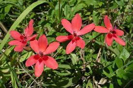 Image result for Freesia laxa