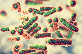 Image result for Blotiella