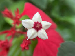 Image result for Mussaenda rivularis