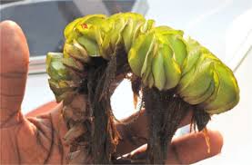 Image result for Rhytachne latifolia