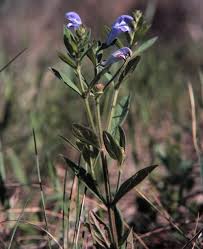 Image result for Scutellaria schweinfurthii