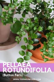 Image result for Pellaea
