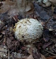 Image result for Scleroderma polyrhizon