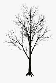 Bamboo Drawing Texture Black Tree White Background Hd Png Download Kindpng You can download bamboo tree posters and flyers templates,bamboo tree backgrounds,banners,illustrations and graphics image in psd and vectors for free. bamboo drawing texture black tree